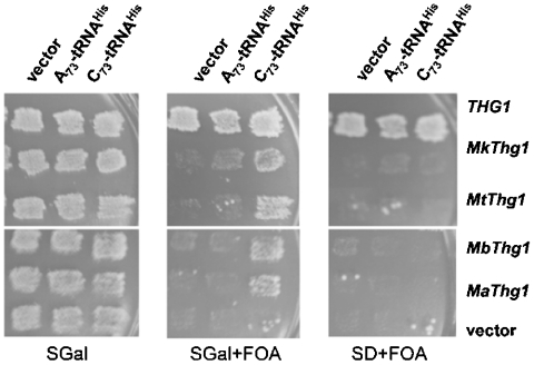 Fig. 5.