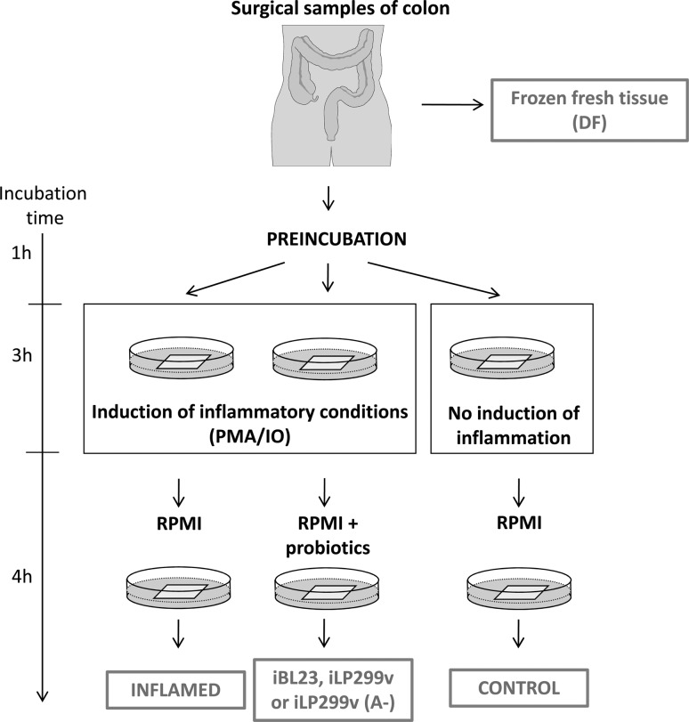 Fig. 1