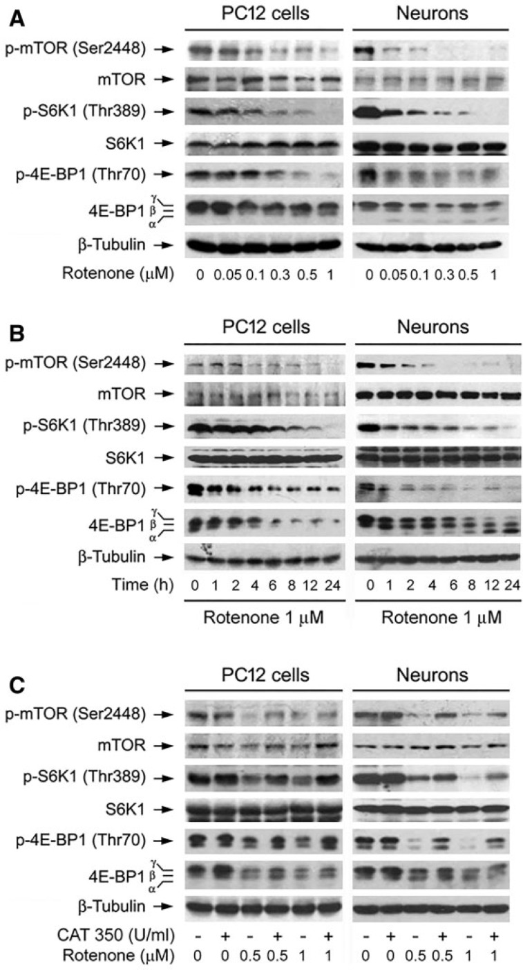 FIG. 8.