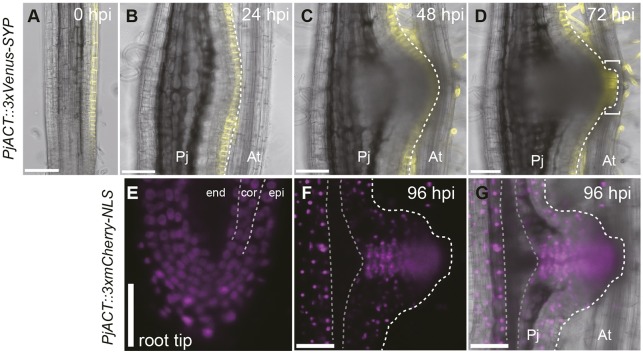 Fig. 6.