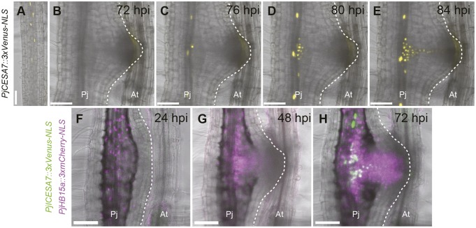 Fig. 4.