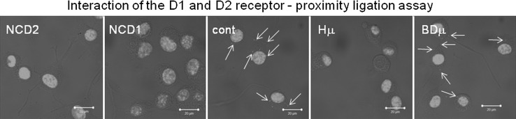 Fig. 8