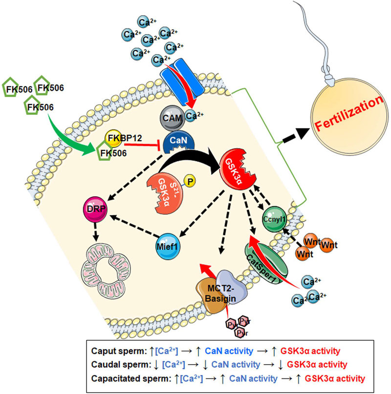 Figure 11: