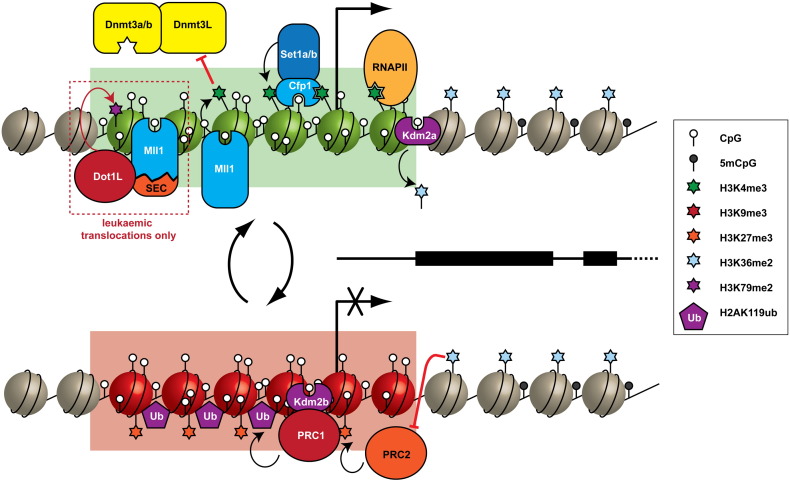 Understanding the relationship between DNA methylation and histone ...