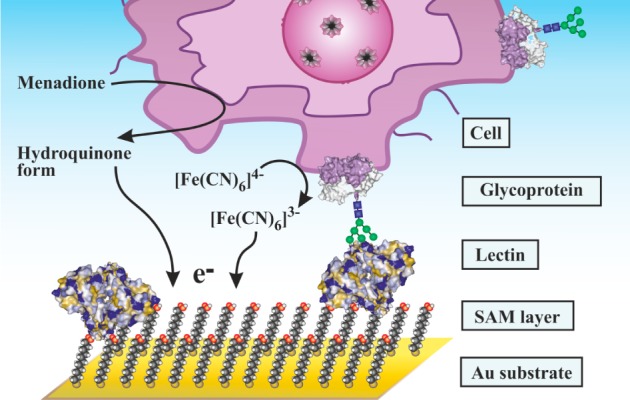 Figure 23