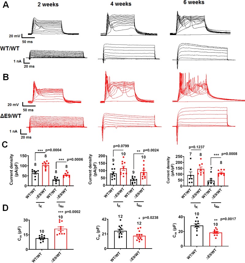 Figure 3—figure supplement 1.