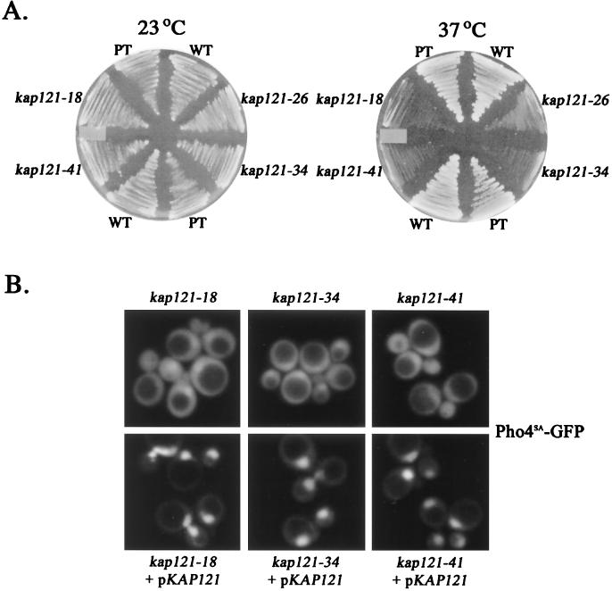 FIG. 1.