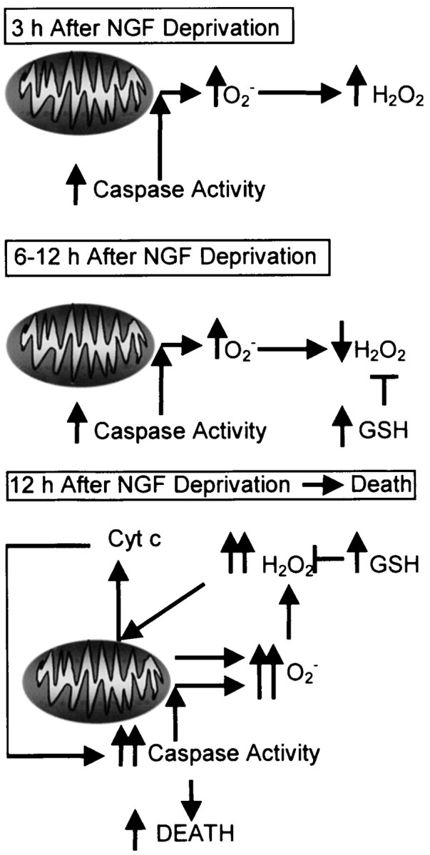 Fig. 12.