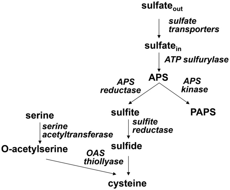 FIGURE 1