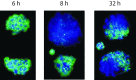 <b>FIG. 1.</b>