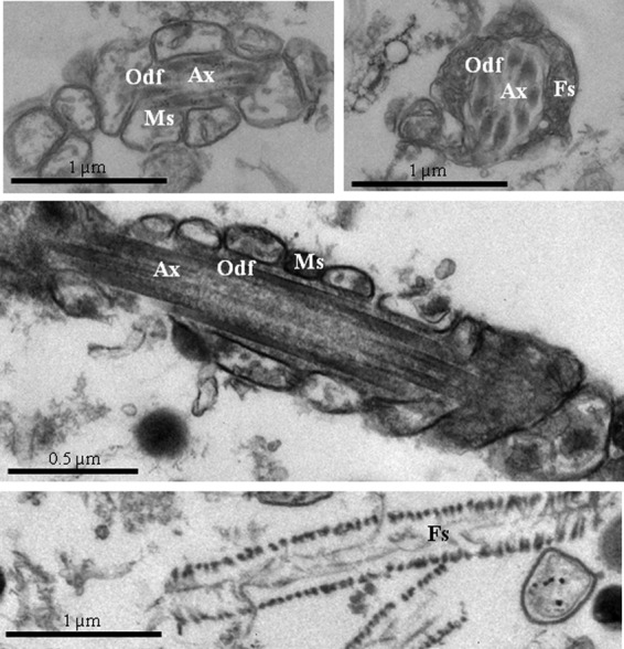 Fig. 2.