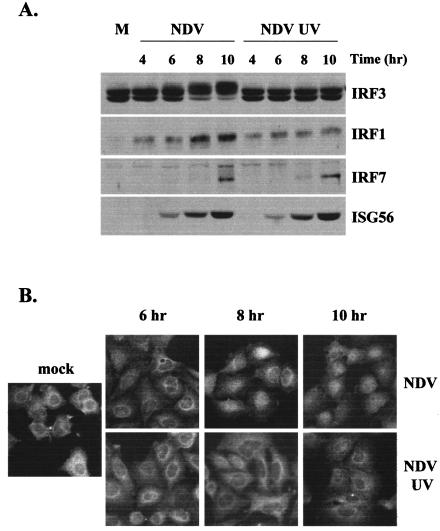 FIG. 5.