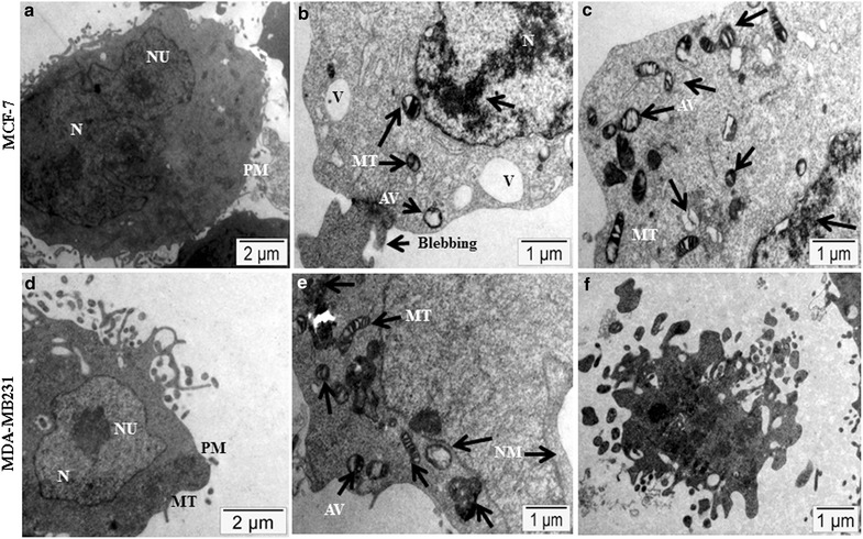 Fig. 6