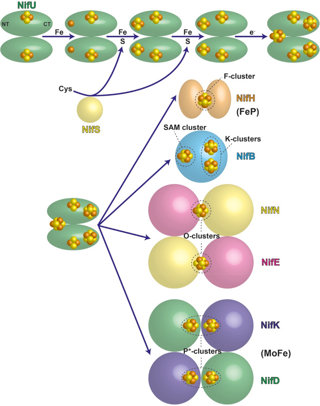 Figure 56