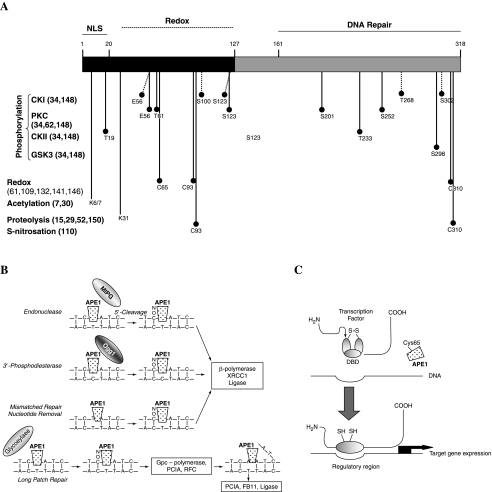 FIG. 1.