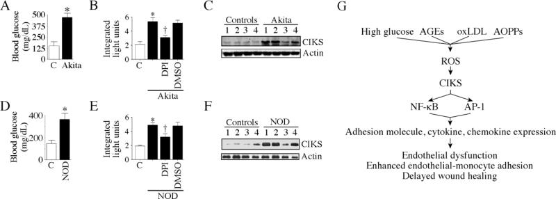 Fig. 12