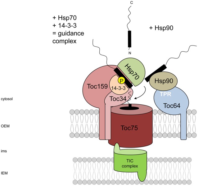 FIGURE 1