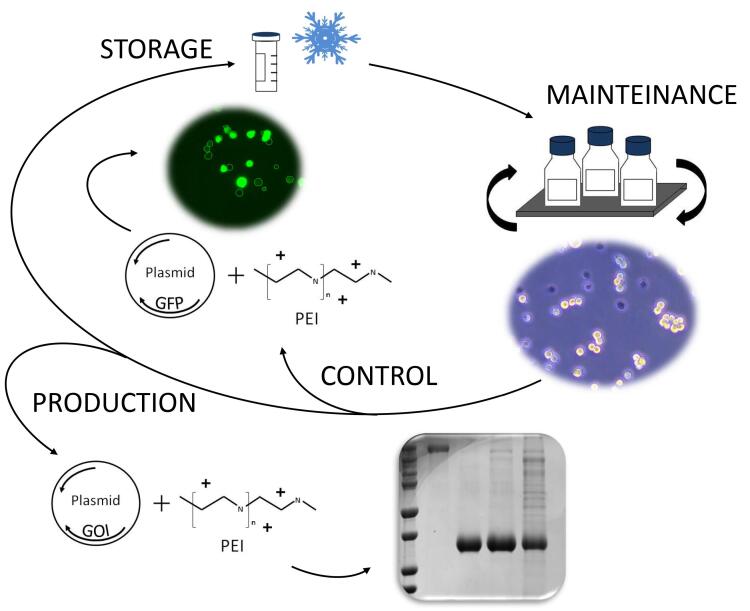 graphic file with name BioProtoc-11-08-3998-ga001.jpg