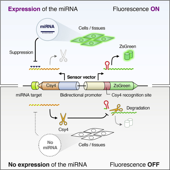 Live-cell imaging of microRNA expression with post-transcriptional ...