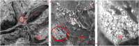 Fig. 12