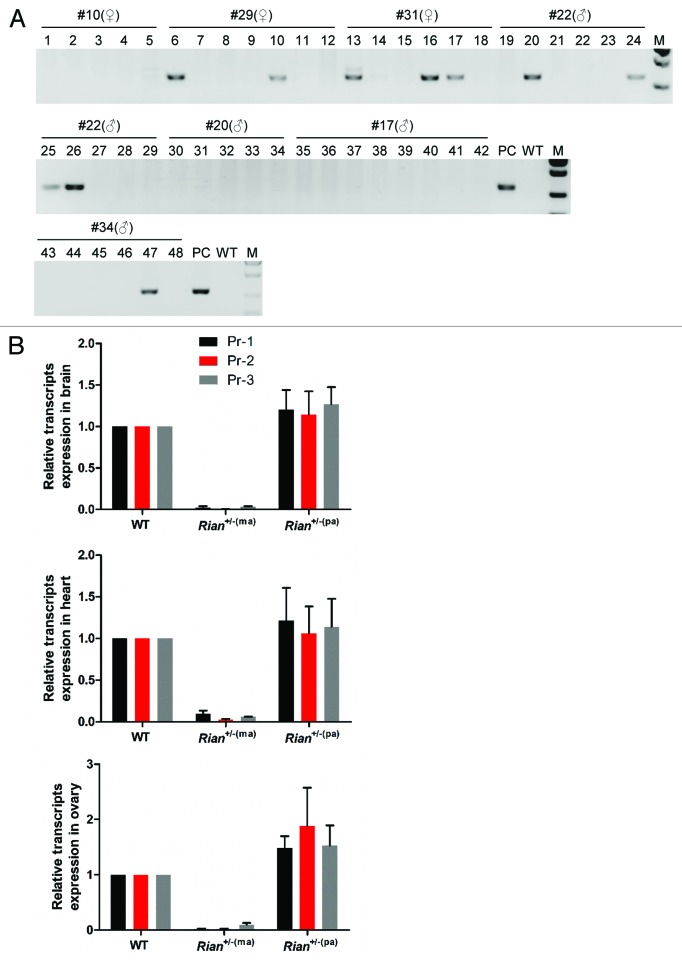 graphic file with name rna-11-829-g3.jpg