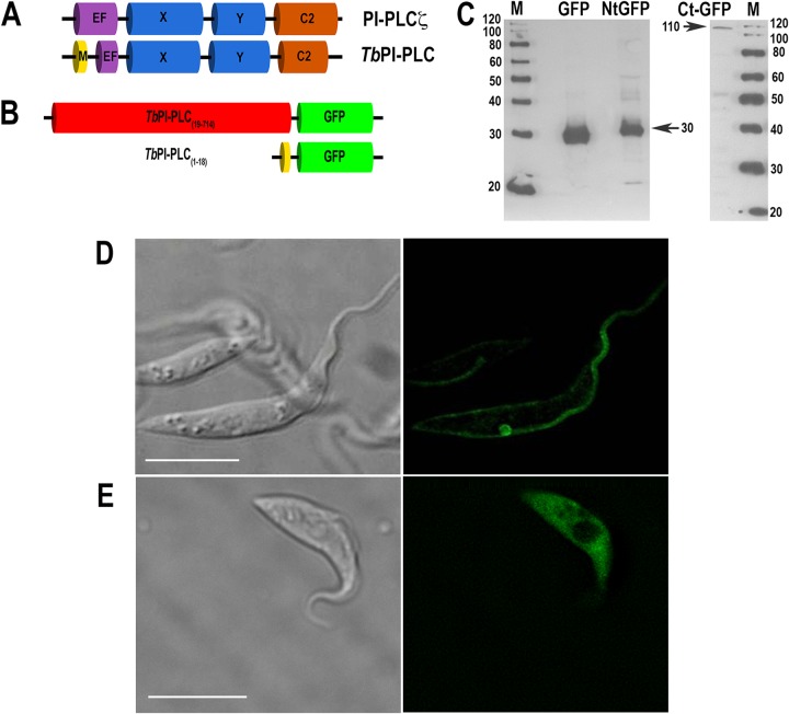 FIG 1