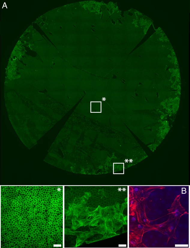 Figure 3