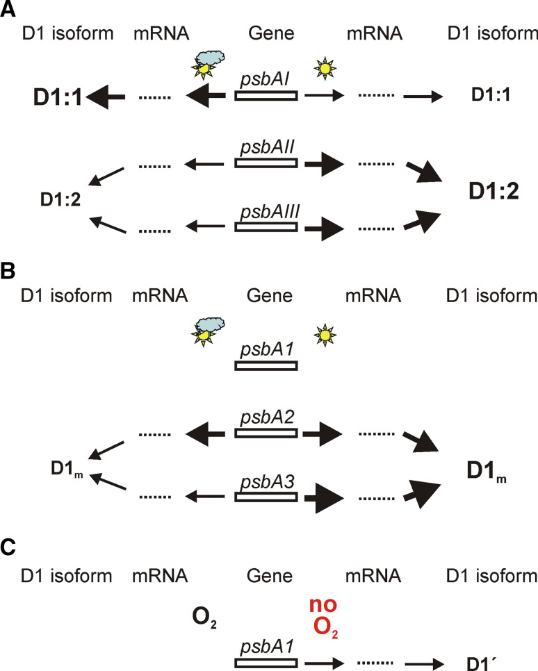 Fig. 2