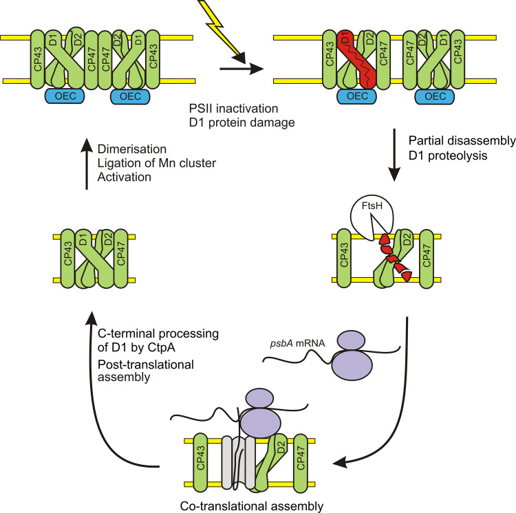 Fig. 1