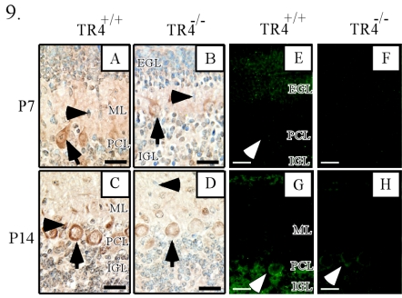 FIG. 9.