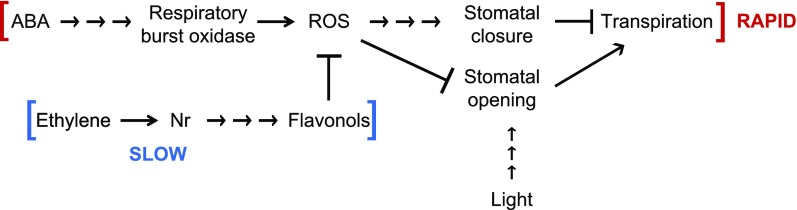 Figure 11.