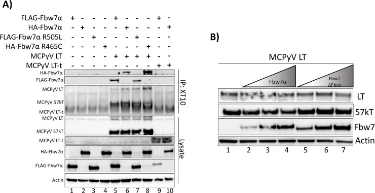 Fig 5