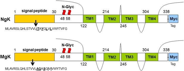 FIG 1