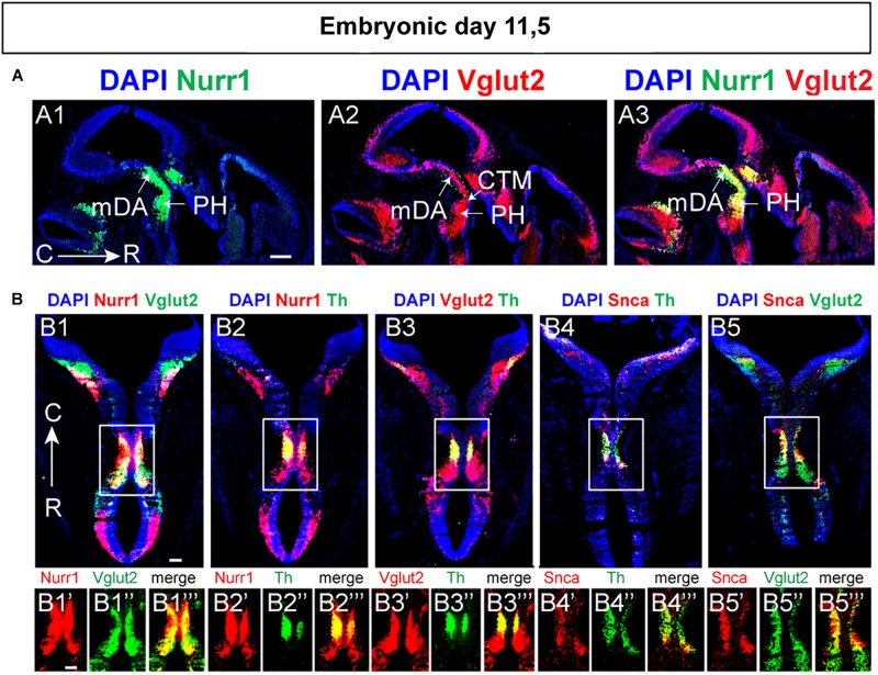 FIGURE 6