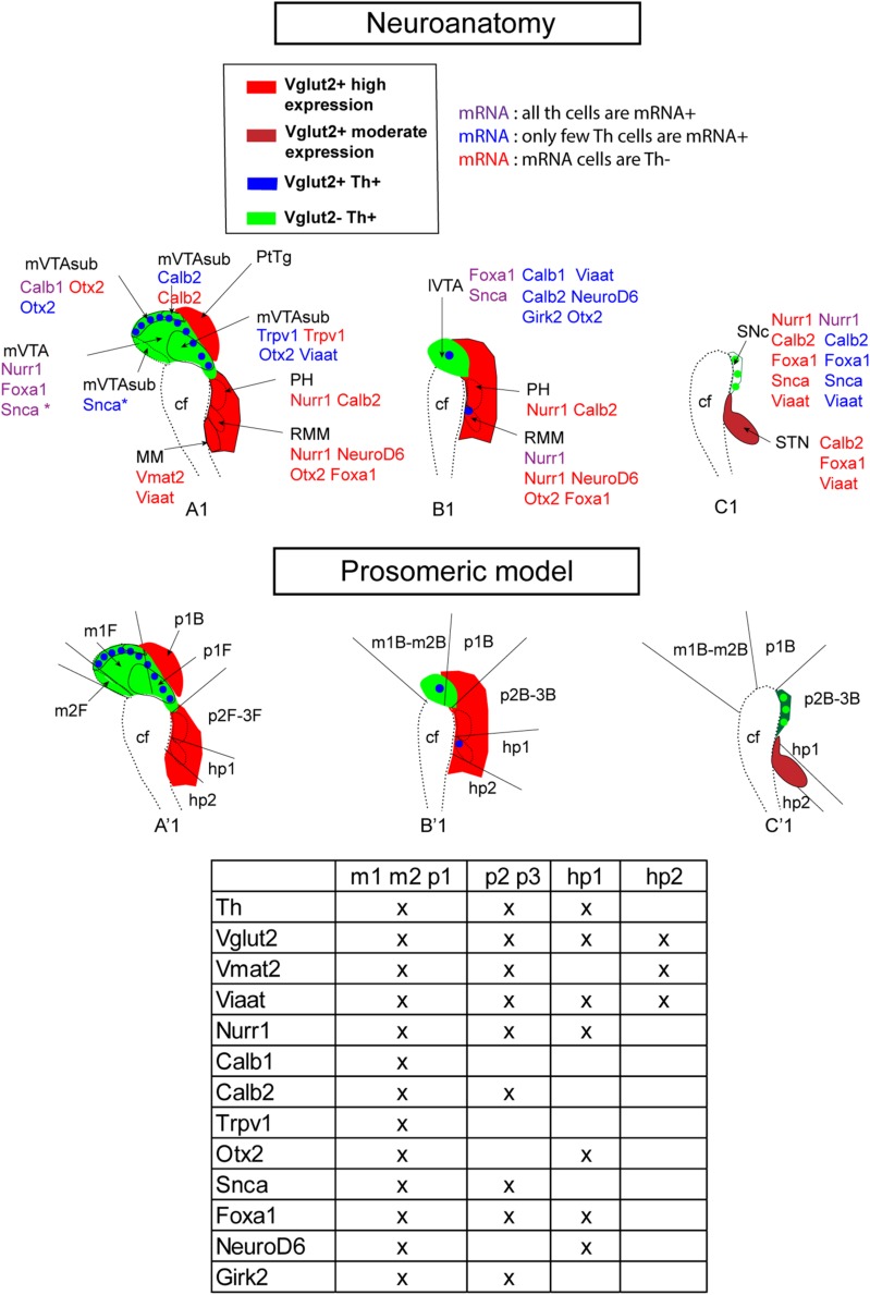 FIGURE 11