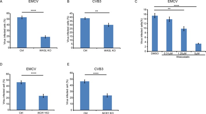 Figure 2—figure supplement 1.