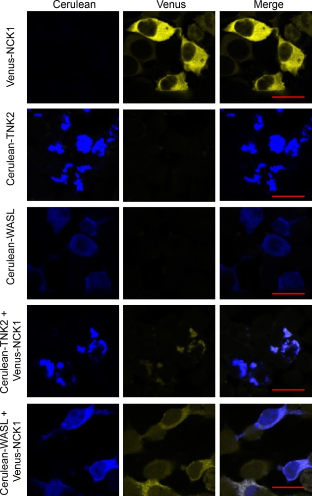 Figure 3—figure supplement 1.