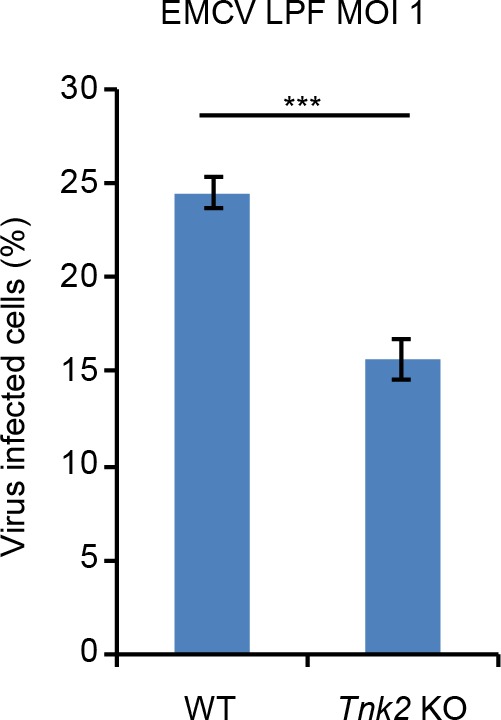 Figure 7—figure supplement 1.