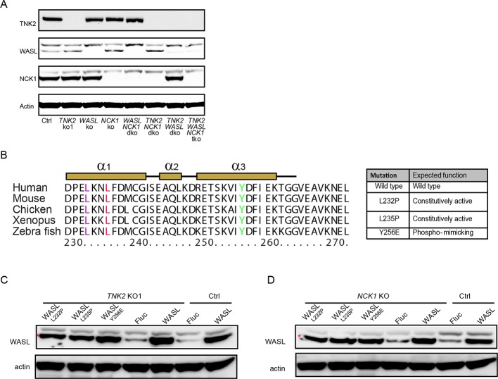 Figure 3—figure supplement 2.