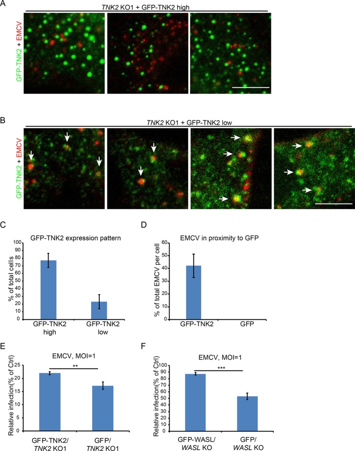 Figure 5—figure supplement 1.