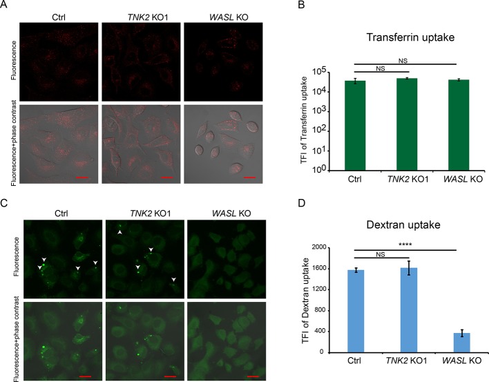 Figure 4—figure supplement 3.