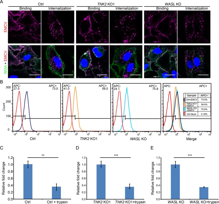 Figure 4—figure supplement 2.