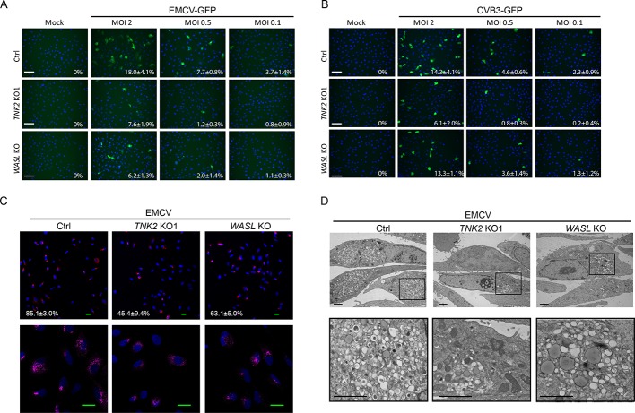 Figure 1—figure supplement 2.