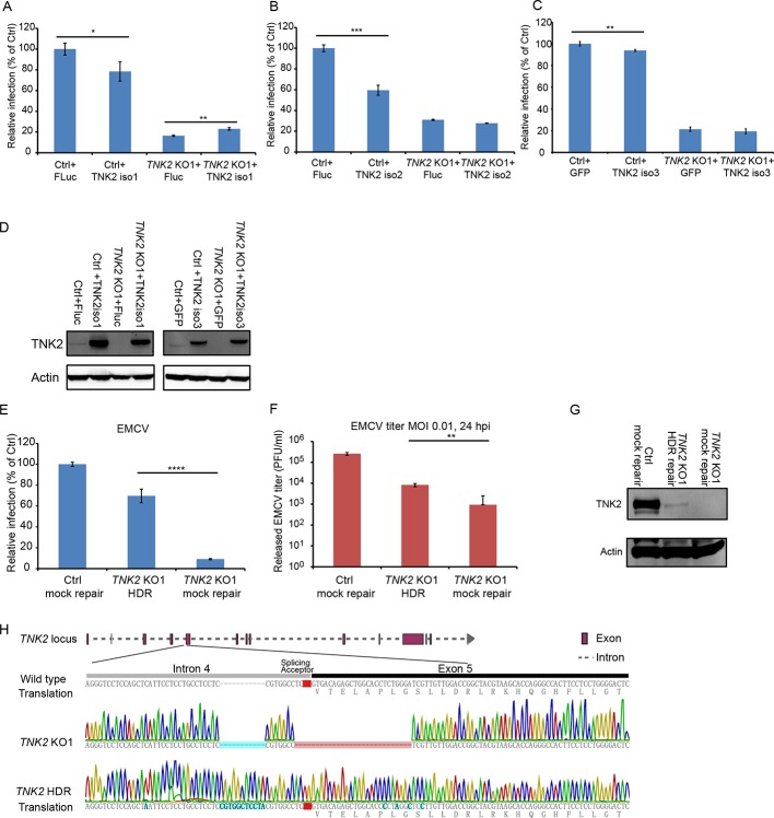 Figure 1—figure supplement 4.