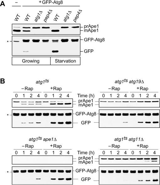 FIG.1