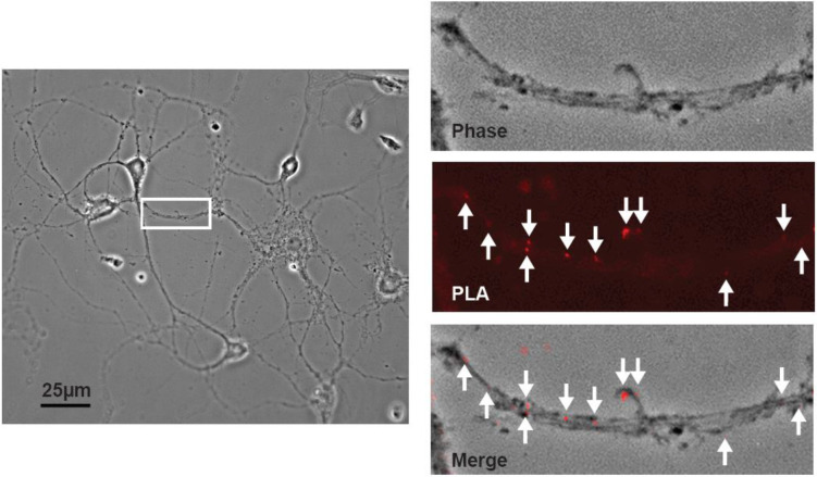 Figure 6.