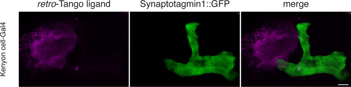 Figure 1—figure supplement 1.