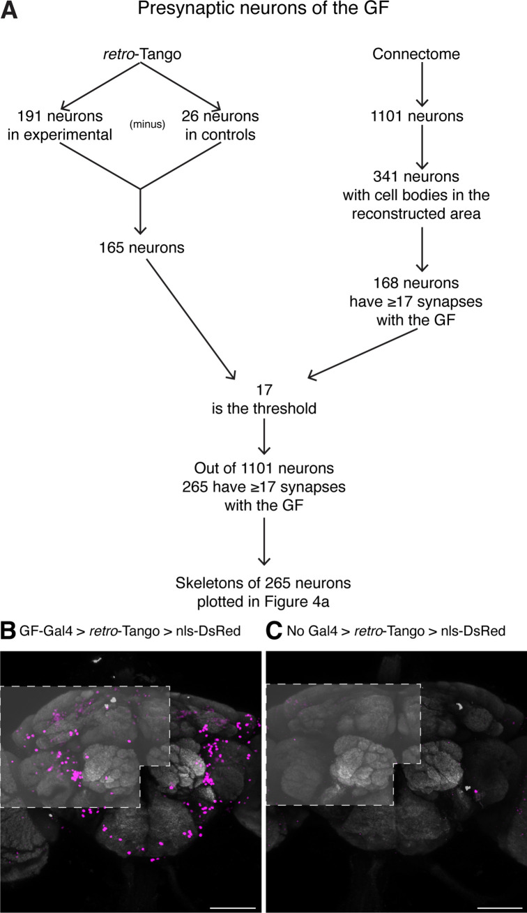 Figure 4—figure supplement 1.