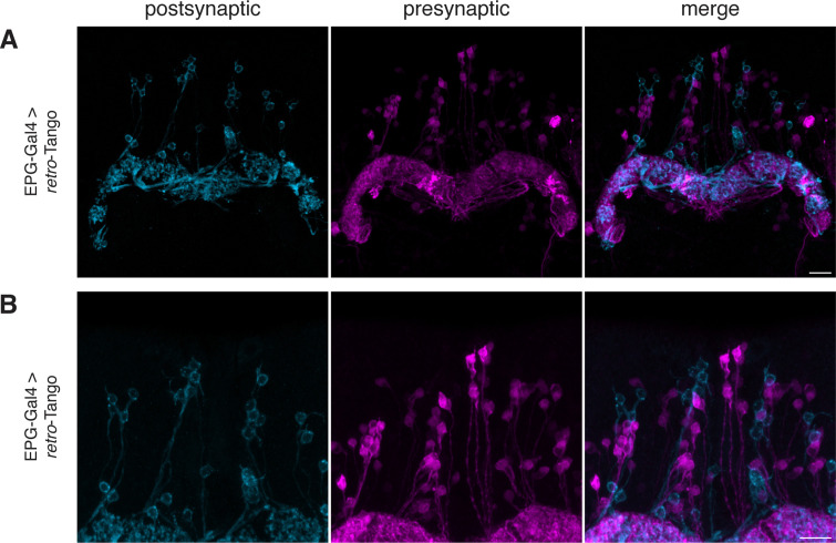 Figure 2—figure supplement 3.