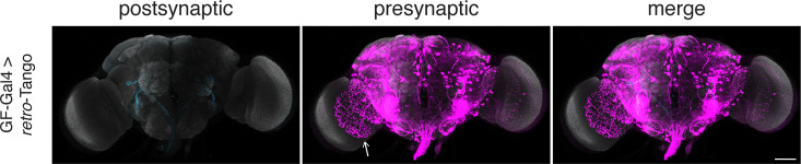 Figure 4—figure supplement 2.